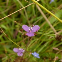 Murdannia dimorphoides subsp. dimorphoides Faden